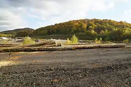 Des troncs d'arbres sur un terrain vague au pied d'une colline.