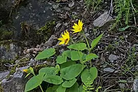 Arnica ovata (Utah, États-Unis).