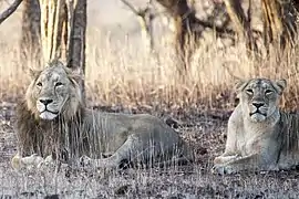 Couple de lions se prélassant dans le Parc national de la Forêt de Gir, dernier refuge de l'espèce en Inde.