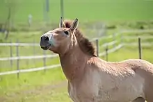 Vue avant d'un cheval de couleur fauve avec une grosse tête.