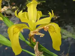 Fleur d'iris des marais