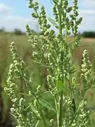 Chenopodium album.