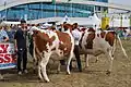 Montbéliardes attendant de passer en concours