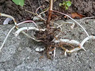 Rhizomes.