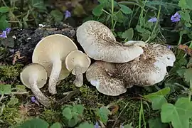 Lentin tigré (Lentinus tigrinus) — Polyporales