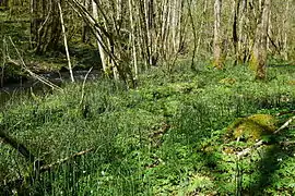 Végétation herbeuse au pied des arbres.