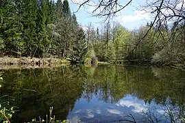 Petit étang bordé d’arbres dont sapins.