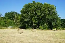 Vue générale (terril à gauche, puits sous les arbres).