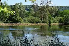 Un étang bordé d'arbres où nage un cygne.