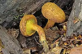 Buchwaldoboletus lignicola