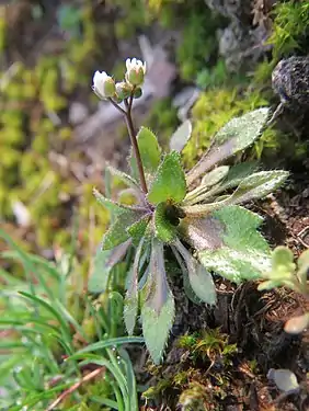 Draba verna (Brassicaceae).