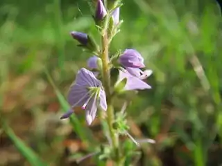 Fleur, vue rapprochée