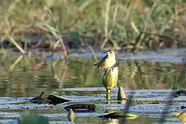 Tisserin du Katanga femelle (Bangweulu, Zambie).