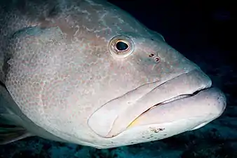 Un Yellowfin grouper (en) (Mycteroperca venenosa).