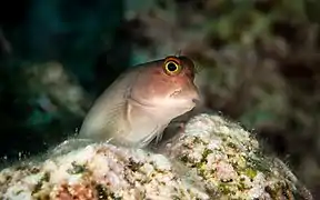 Un Ophioblennius atlanticus, des Ophioblennius, des Blenniidae, sur la côte de Cuba. Aout 2017.