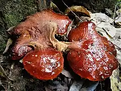 Fistulina subhepatica