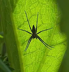 Pisaura mirabilis femelle ♀.