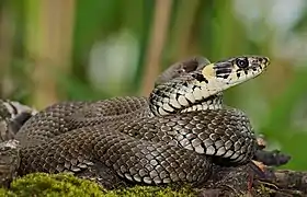 Un serpent lové sur un peu de mousse dresse la tête.