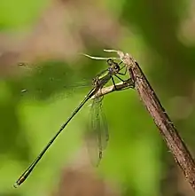 Des ailes presque complètement transparentes, un corps vert extrêmement fin.