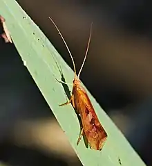 Un insecte qui pourrait ressembler à une sauterelle s'il n'était pas tout marron posé sur un brin d'herbe.