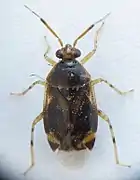 Deraeocoris lutescens