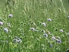 Vue générale en floraison.