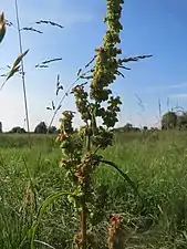 Rumex crispus traduit un hydromorphisme induit en terrain plutôt alcalin.