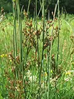 Description de l'image 20170620Juncus effusus2.jpg.