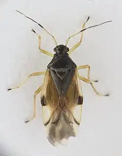 Bryocoris pteridis, femelle probable, macroptère