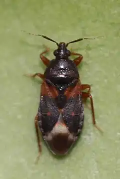 Lyctocoridae : Lyctocoris dimidiatus.