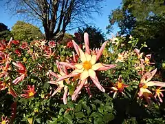 Jardin de dahlias.