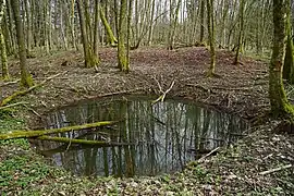 Grand trou en entonnoir rempli d'eau et branches d'arbres, en pleine forêt.