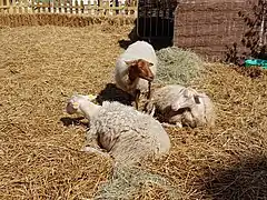 Moutons sur la place de la République, en 2018