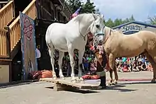 Deuc chevaux, dont un blanc sur une bascule en bois.