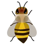 Dessin représentant une abeille vue de haut.