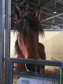 Tête d'un cheval roux et noir émergeant de son box.