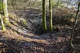 Un affaissement du sol dans un bois.