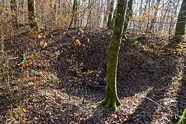 Un affaissement du sol dan une forêt.