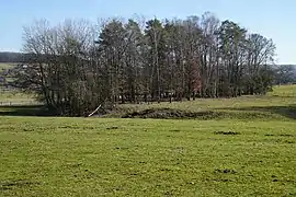 Un large monticule dans les champs, bordé d'une rangée d’arbres.