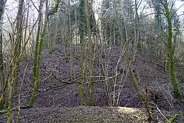 Un haut monticule surmonté de sapin dans une forêt.