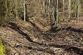 Un affaissement du sol en longueur dans une forêt.