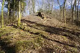 Monticule en forêt.