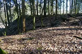 Un monticule dans un bois de sapin.