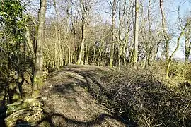 Un affaissement du sol sur un monticule boisé.