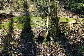 Un affaissement du sol en forêt recouvert par quelque tronc d'arbres couchés.