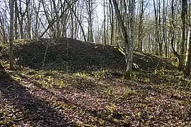 Un monticule en forêt.