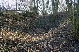 Un affaissement du sol dans un bois.