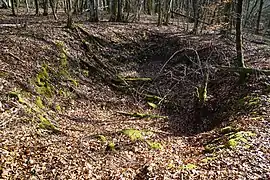 Un large affaissement du sol dan un bois.