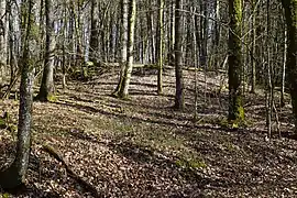 Une petite butte en forêt