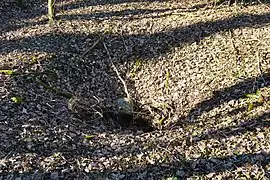 Un affaissement du sol en forêt.